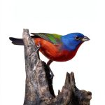 Birdwatching Cozy Mystery Kindle Sharpe Books-0
