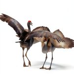 Peterson Bird Guide Mariner Kindle 363 Pages-0