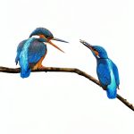 Ornithology Guide William Collins Kindle eBook-0